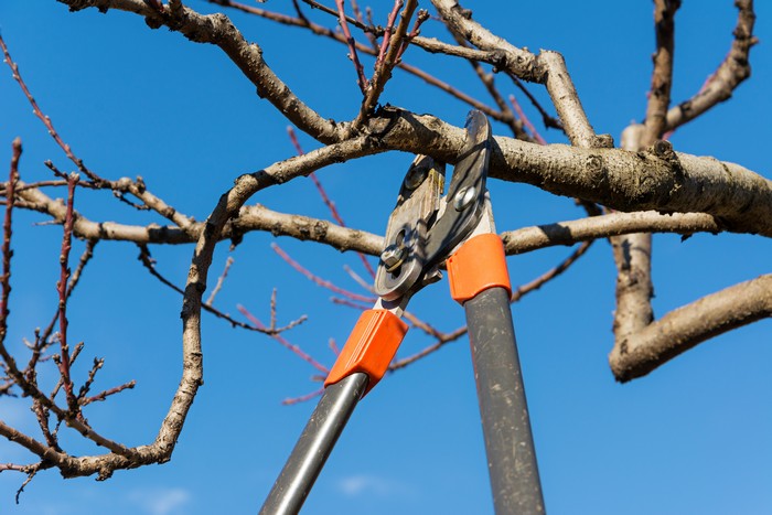 Tree-Pruning-Seattle-WA