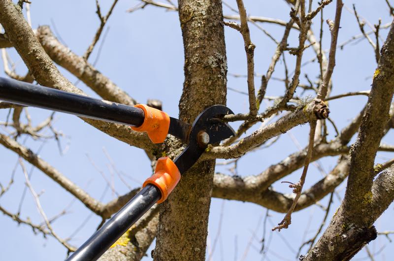 Tree-Pruning-Auburn-WA