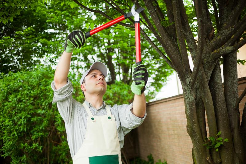 Tree-Pruning-Burien-WA