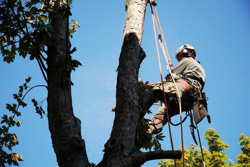 Tree-Service-Burien-WA