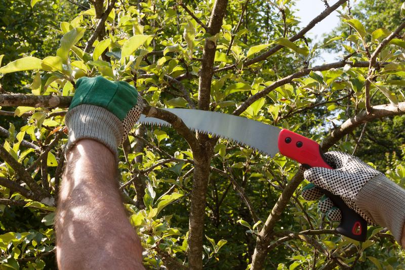 Tree-Trimming-Federal-Way-WA