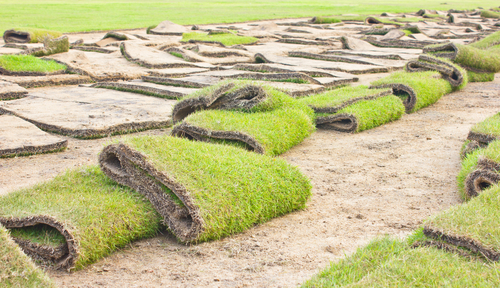 Lawn-Restoration-Seattle-WA