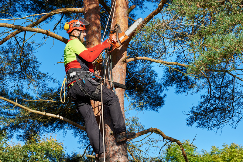 Seattle Tree Climbing, Seattle Tree Cutting