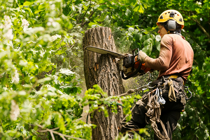 Emergency-Tree-Removal-Seattle-WA