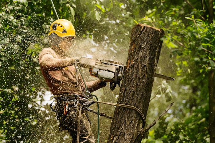 Emergency-Tree-Removal-Service-Seattle-WA