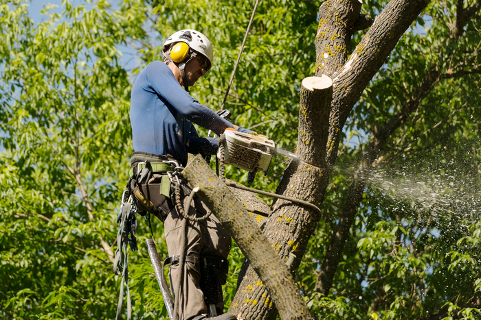 Emergency-Tree-Service-Seattle-WA
