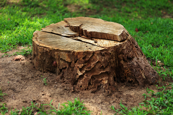 Stump-Grinding-Service-Seattle-WA