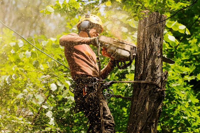 Stump-Removal-Seattle-WA