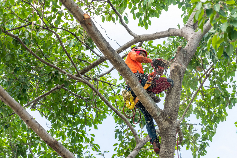 Tree-Climbing-Seattle-WA