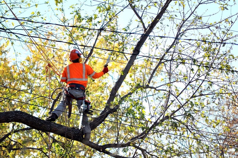 Tree-Cutting-Service-Seattle-WA