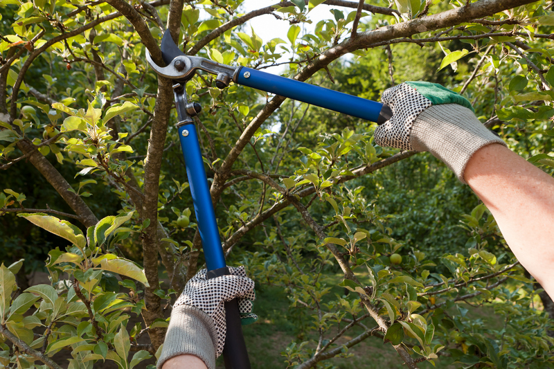 Tree-Pruning-Seattle-WA