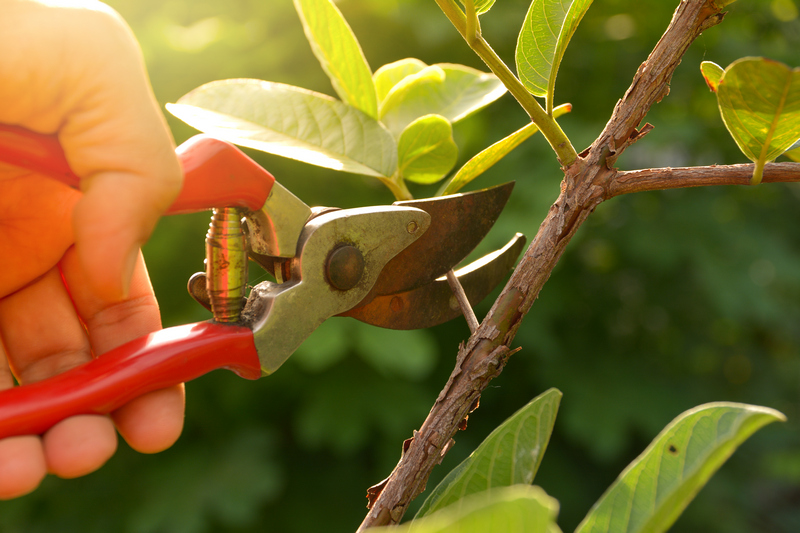 Tree-Pruning-Service-Seattle-WA