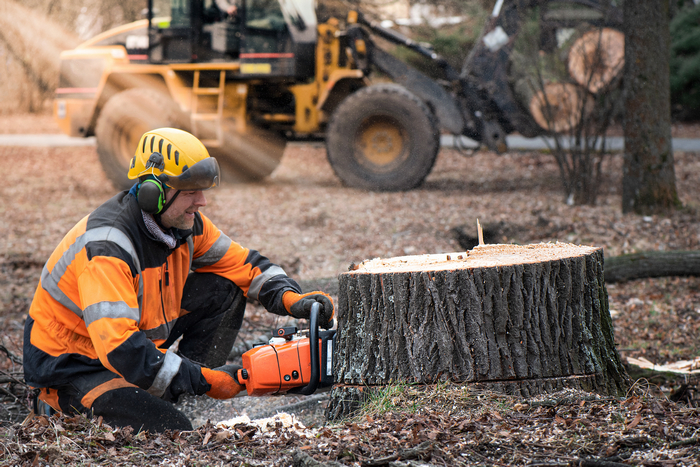 Tree And Stump Removal