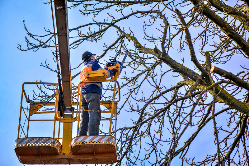 Tree-Trimming-Seattle-WA