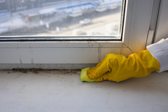 Mold-Removal-Service-Seattle-WA