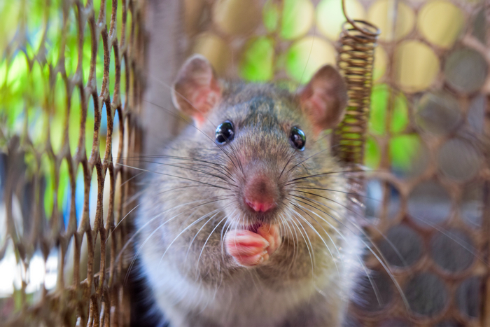 Rat-Removal-Seattle-WA