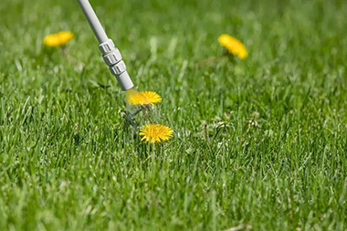 Mercer Island Weed Control Weed-Control-Mercer-Island-WA