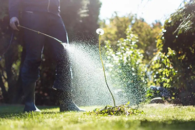 Weed-Control-Service-Auburn-WA