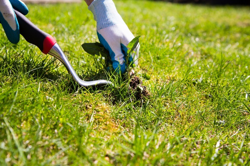 Lawn-Treatment-Service-Des-Moines-WA
