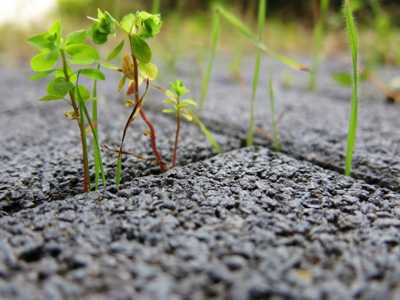 Clyde Hill Weed Control Weed-Control-Clyde-Hill-WA